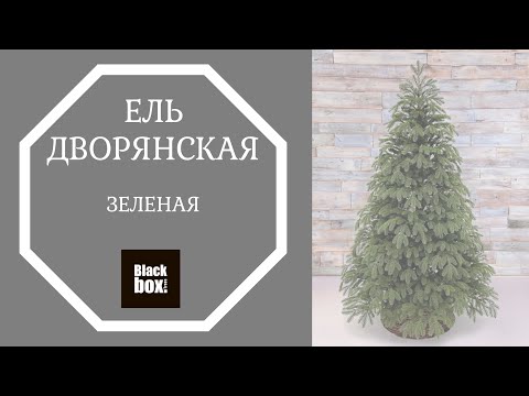 Ель Дворянская 245 см зеленая - Видео 1