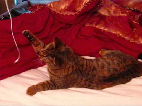 cat playing headphone wire