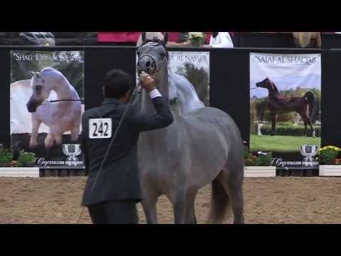 2013 ABWC, Class 112A, Junior Colts of 2011, 4, 295 - L Arpege