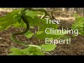 The Rough Green Snake Everything You Need To Know