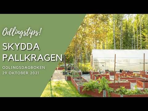 Vad ska man ha i botten av pallkragar?