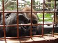 Gorillat karvamatojen kimpussa