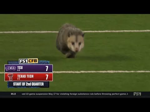 opossum gets dragged off the field during college football game