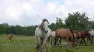 Eric Burdon _ The Animals - To Love Somebody