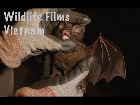 Shooting wildlife & bats for a French production house, ARTE