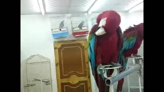 Green-Winged Macaw Birds Videos