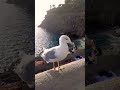 At Cinque Terre, La Spezia, Italia