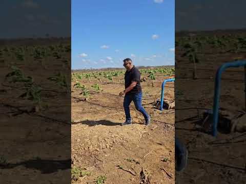 banana maçã quixeré Ceará