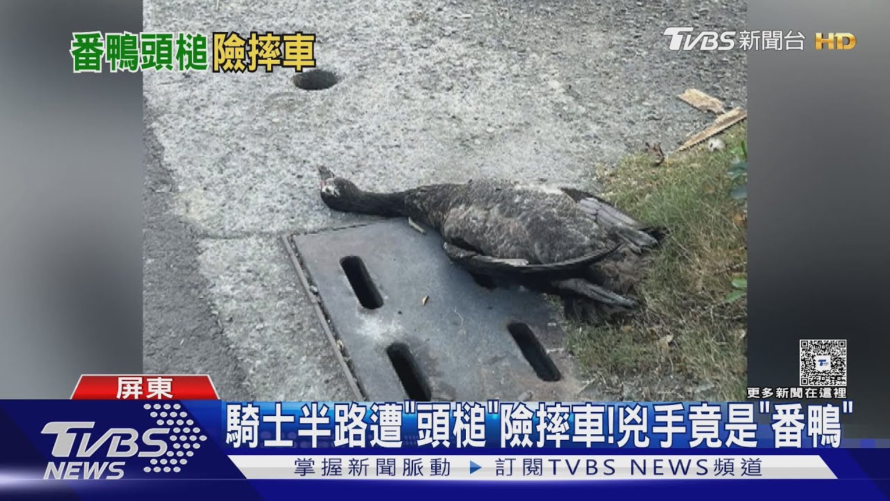 頭好暈! 騎士半路遭「頭槌」險摔車 兇手是數十斤的「番鴨」