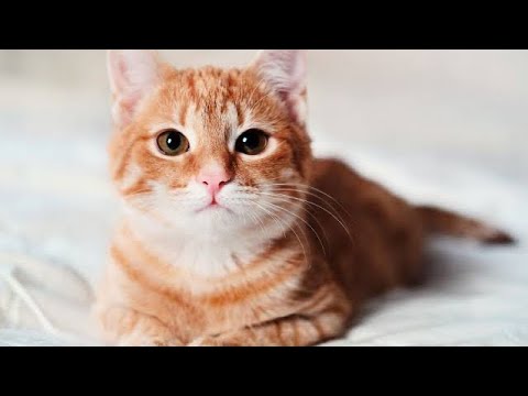 HUMAN interraction with CATS