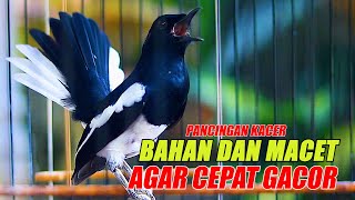 Download lagu PANCINGAN KACER TERBAIK, PALING CEPAT BIKIN KACER BAHAN DAN KACER MACET CEPAT GACOR mp3