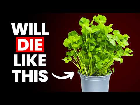 Stop Killing Your Store Bought Coriander (Cilantro)