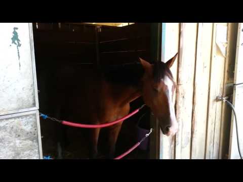 Here's MY Thunder Bolt...Presidential candidate Howie Rubin's race horse.