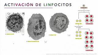 Tejido linfoide - Biología Celular y Tisular