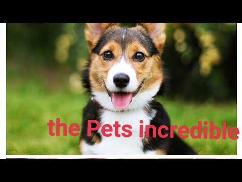 cats n dogs funny conversation @02-the pets incredible