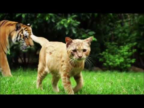 "Tiny paws, big attitude, and a heart full of purrs!" #cat #catvideos #cats