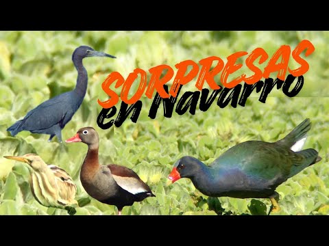 SORPRESAS en la laguna de NAVARRO * Buenos Aires