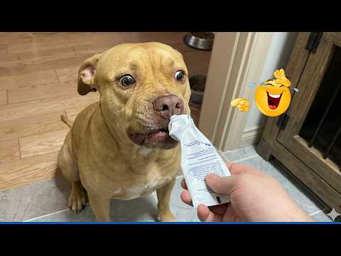 Impossible Not To Laugh 🤣 Funniest Cats & Dogs!
