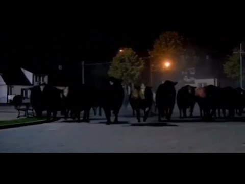 ranczo atak krów lub byków (kozackie cgi)