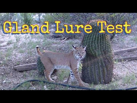 Bobcat Gland Lure Test! Amazing Results! Great Trail Camera Footage!