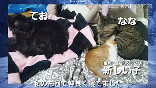 【MHW IB β版】ティガちゃん討伐の次の日リアルの方でも！【ゆっくり実況】