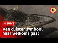 De raaf is weer in opkomst in Brabant | Omroep Brabant