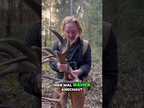 Warum Hirsche jedes Jahr ihr Geweih abwerfen