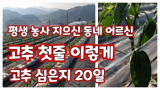 고추 줄매기 첫줄 매는 방법 [고추재배방법]