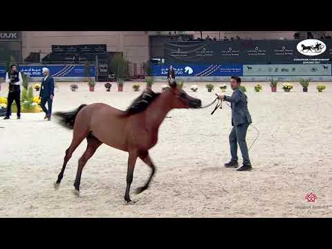 N 58 AG NOBEL RAFEE   European Championship 2021   VERONA   Yearling Colts Class 10B