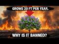 This Tree Grows 20 Feet A Year 100 Fire Resistant Why Is It Illegal To Plant