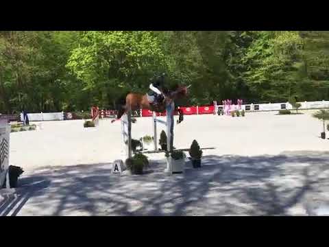 7 yo gelding by CANOSO