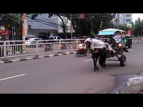 Kuda delman pake jas hujan