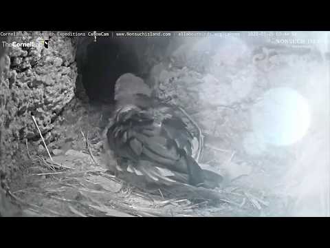 CahowCam 1 Final Health Check, Naming and Fledging