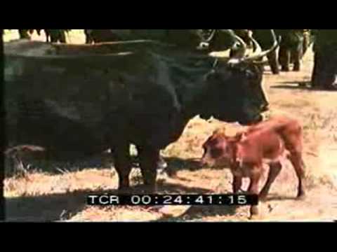 Feste campestri in Barbagia - anni '50