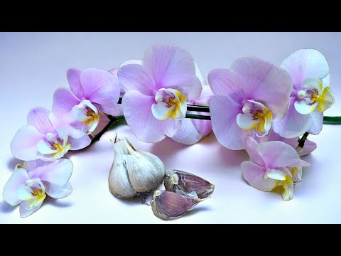 🔥👍Wenige Menschen wissen, dass nur eine Knoblauchzehe Wunder bei Orchideen bewirkt!