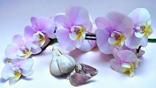🔥👍Wenige Menschen wissen, dass nur eine Knoblauchzehe Wunder bei Orchideen bewirkt!