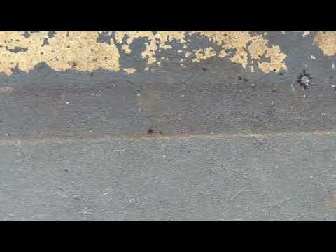 Found Some Ants in the Garage in Monmouth Beach, NJ