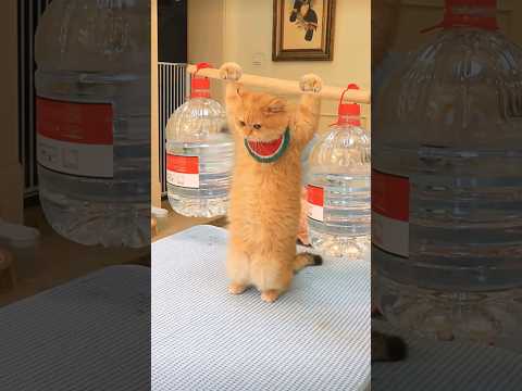 Lucy's workout day 💪🏻💪😅#shorts #shortsfeed #viral #cat