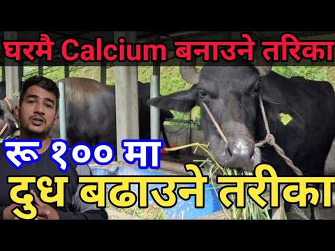 बाख्रा, गाई र भैँसीको लागि घरमै बनाउन सकिन्छ Calcium दुध बढाउँने यो एउटा महत्तवपूर्ण तरीका