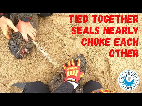 Tied Together Seals Nearly Choke Each Other