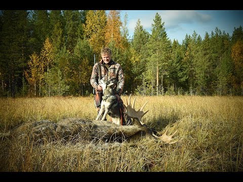 Älgjakt med Jämthund 2
