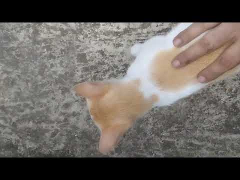 Austhetic cat spa of Pajju 😺! #cat #viralvideo2023 #catlover #viralvideo