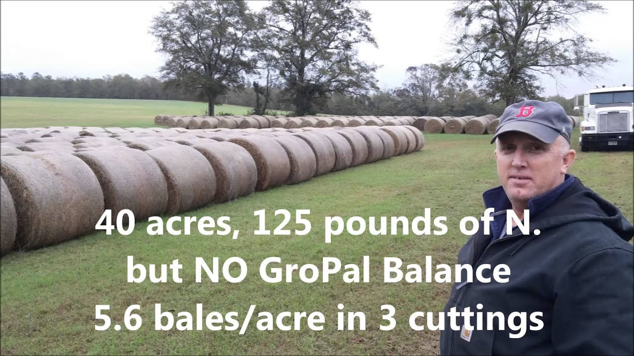 42% increase in grass hay