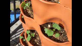 Growing greens in Canada