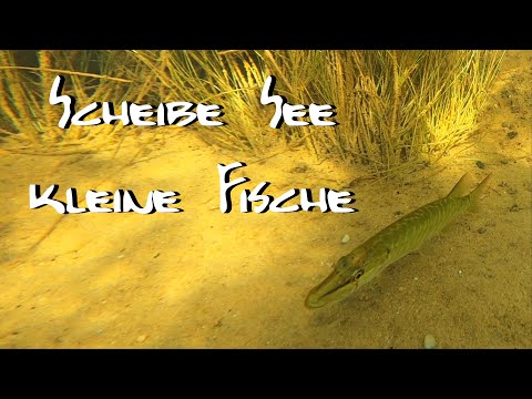 #Hollywood #Gigidagostino Scheibe See   kleine Fische