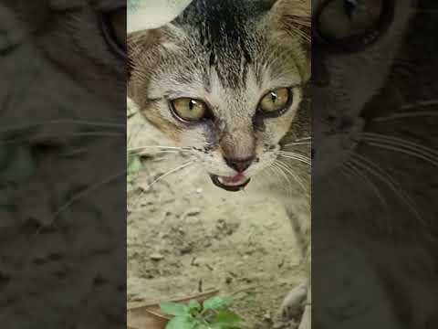 I have presented a beautiful scene to you. #shortsfeed #cuteanimals