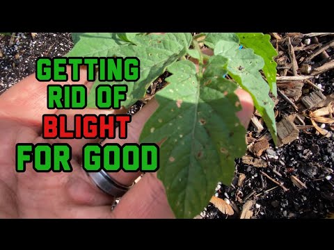 How to prevent and control blight in tomatoes and treatment, I have had it with blight!!