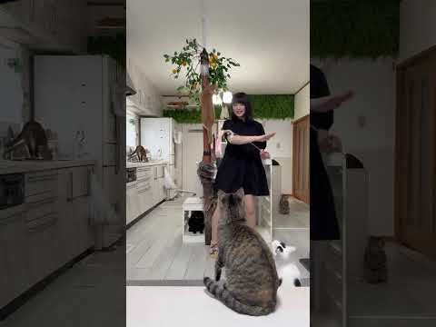 猫にあげたらだめなもの