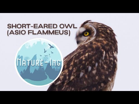 Are all owls nocturnal? Not short-eared owls! Wildlife Profile #5: Asio flammeus 短耳鸮 コミミズク 中文字幕 （繁体）