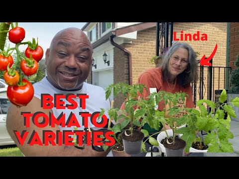 , title : 'Best Tomato Varieties and Basic Growing Tips|🌱🍅Nino and Lo🧑🏾‍🍳👩🏽‍🌾